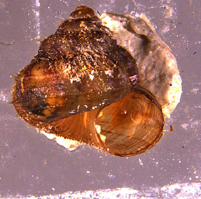 Image of Mesogastropoda