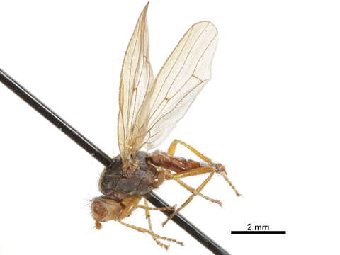 Plancia ëd Heterocheilidae McAlpine 1991