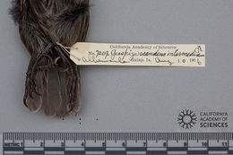 Geospiza scandens intermedia Ridgway 1894 resmi