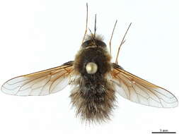 Image of Bombyliini