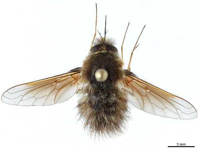 Image of Bombyliini