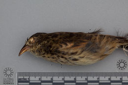 Image of Cocos Finch