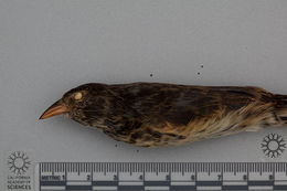 Image of Cocos Finch