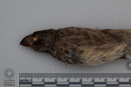 Image of Medium Tree Finch