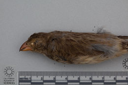 Image of Medium Tree Finch