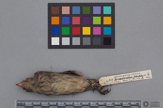 Image of Medium Tree Finch