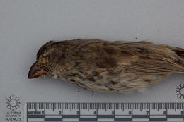 Image of Medium Tree Finch