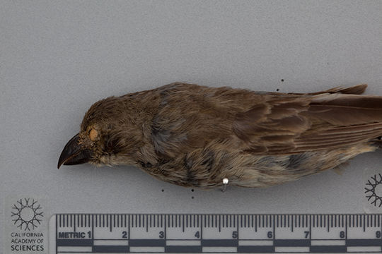 Image of Medium Tree Finch