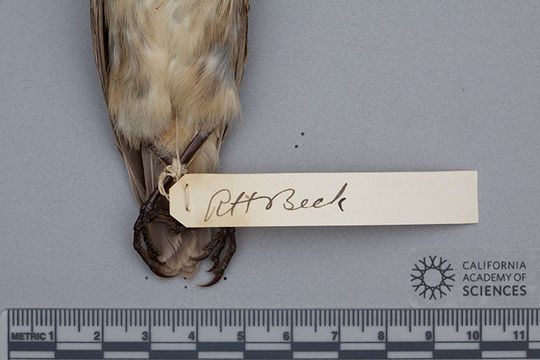Image of Medium Tree Finch