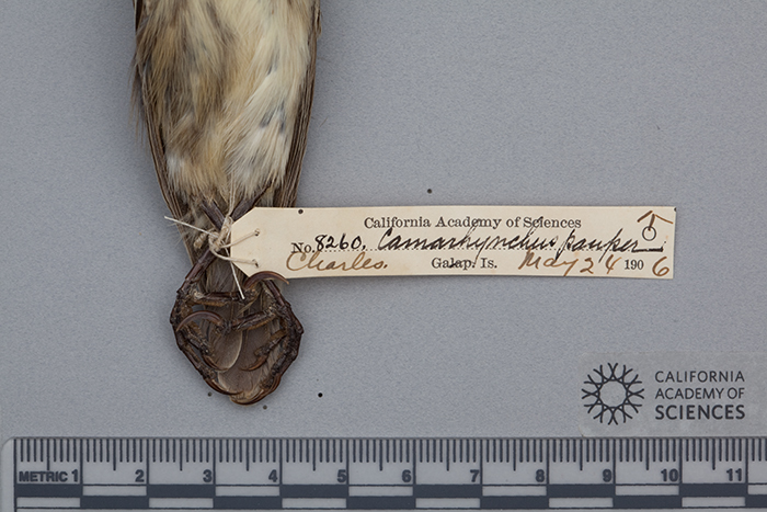Camarhynchus pauper Ridgway 1890 resmi