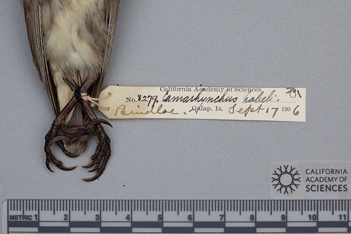 Image of Camarhynchus psittacula habeli Sclater, PL & Salvin 1870