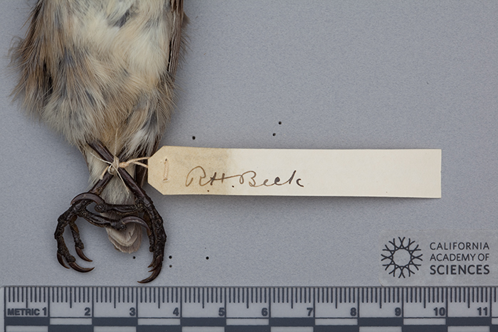 Sivun Camarhynchus psittacula habeli Sclater, PL & Salvin 1870 kuva