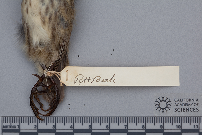 Sivun Camarhynchus psittacula habeli Sclater, PL & Salvin 1870 kuva