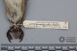 Image of Camarhynchus psittacula habeli Sclater, PL & Salvin 1870