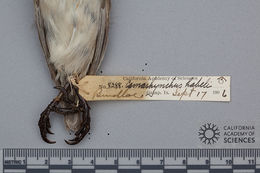 Sivun Camarhynchus psittacula habeli Sclater, PL & Salvin 1870 kuva