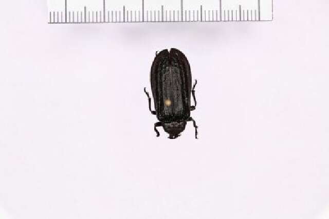 Image of cicada parasite beetles