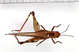 Image of Eyprepocnemidinae