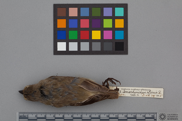 Image of Camarhynchus psittacula affinis Ridgway 1894