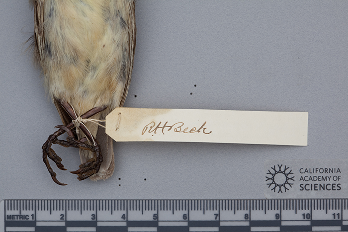 Image of Camarhynchus psittacula affinis Ridgway 1894
