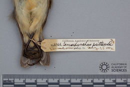 Image of Camarhynchus psittacula psittacula Gould 1837