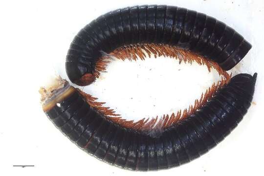 Image of an order of millipedes