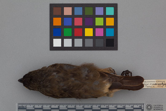 Image of Vegetarian Finch