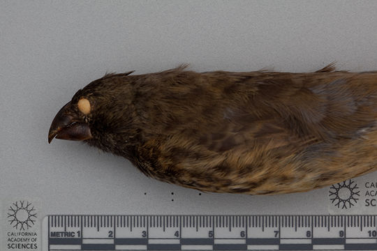 Image of Vegetarian Finch