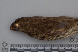 Image of Vegetarian Finch