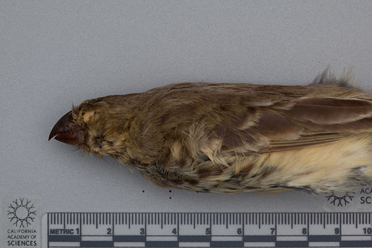 Image of Vegetarian Finch