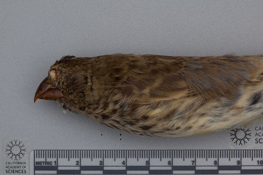 Image of Vegetarian Finch