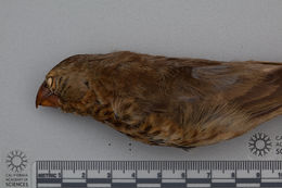 Image of Vegetarian Finch