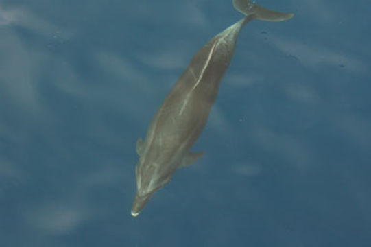 Image of bottle-nosed dophin, common bottle-nosed dolphin