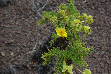 Image de Lecocarpus pinnatifidus DC.