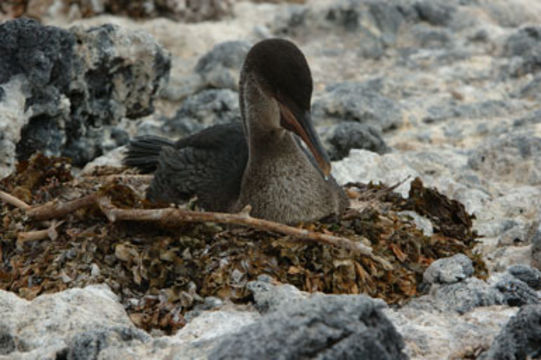 Image of Flightless Cormorant