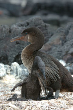 Image of Flightless Cormorant