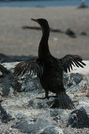 Image of Flightless Cormorant