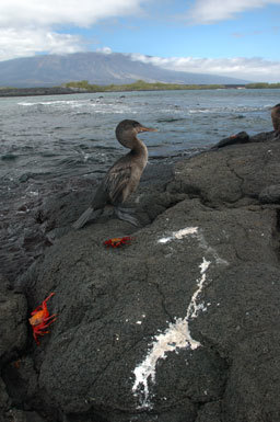 Image of Flightless Cormorant