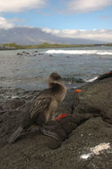 Image of Flightless Cormorant