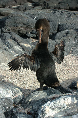 Image of Flightless Cormorant