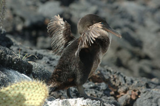 Image of Flightless Cormorant