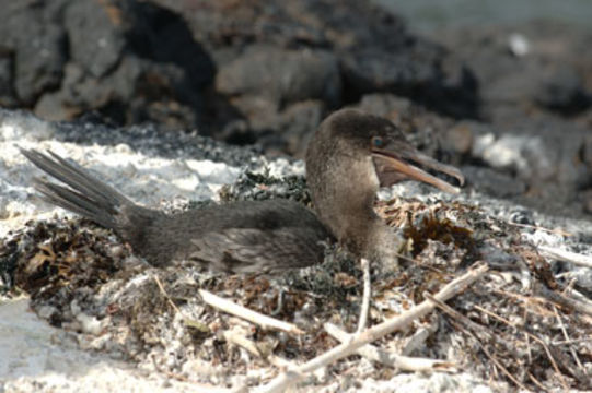 Image of Flightless Cormorant