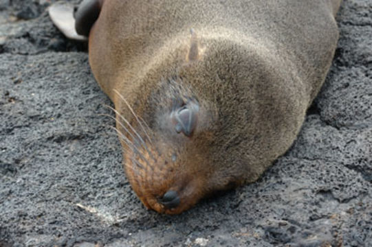 Image of Galapagos Fur Seal