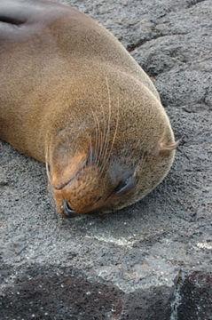 Image of Galapagos Fur Seal