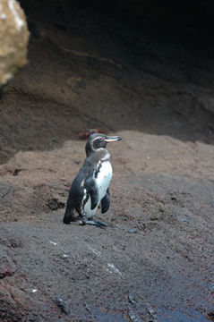 Image of Galapagos Penguin