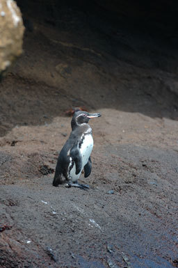 Imagem de Pinguim-das-galápagos