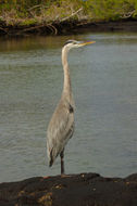 Image of Great Blue Heron