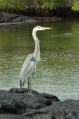 Image of Great Blue Heron