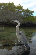 Image of Great Blue Heron