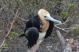 Image of Great Frigatebird