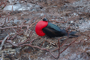 Image of Great Frigatebird